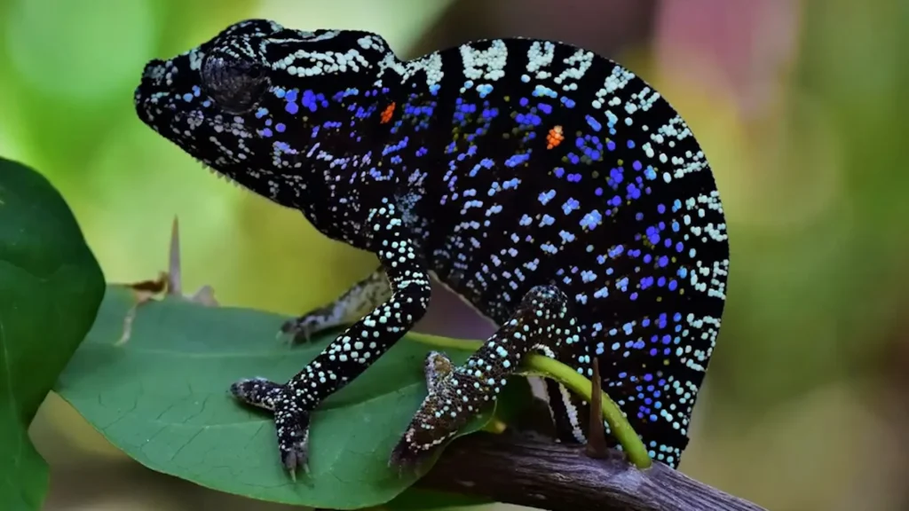 Voeltzkow’s Chameleon