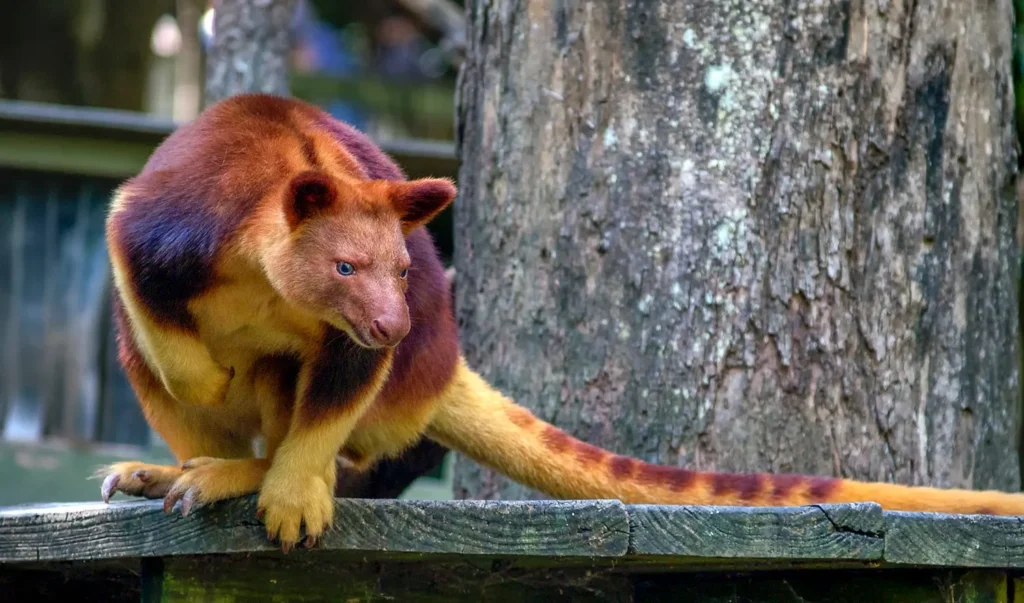Wondiwoi Tree Kangaroo