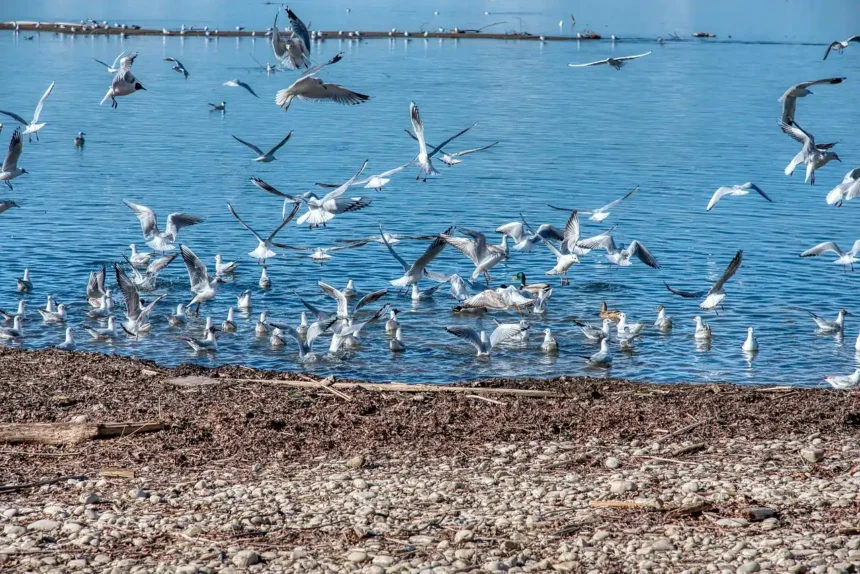 10 Rarest Waterbirds Found in the World