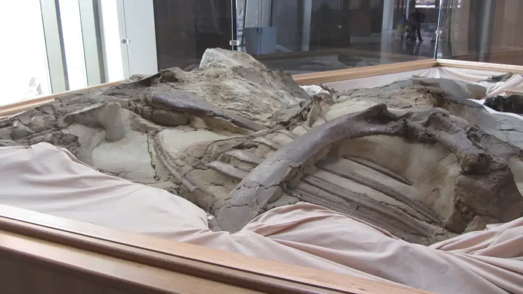 10 Most Popular Fossil Sites in the USA - Best Spots for Fossil Lovers 3 Most Popular Fossil Sites in the USA