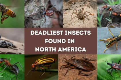 Deadliest Insects Found in North America