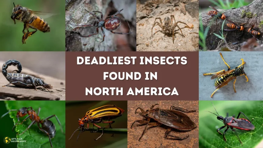Deadliest Insects Found in North America