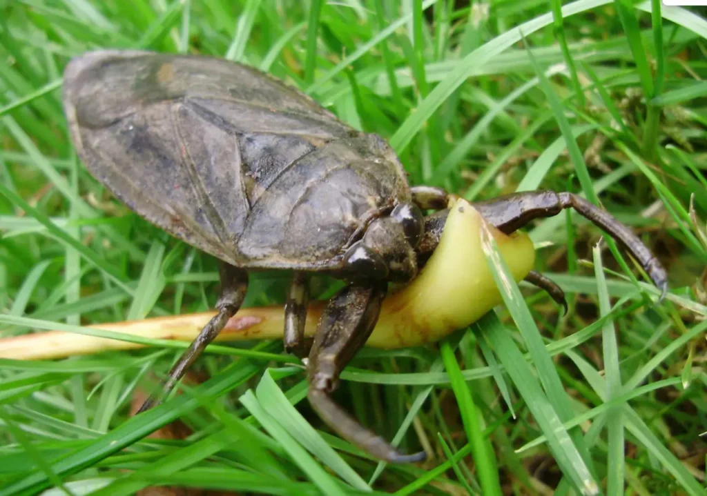 10 Deadliest Insects Found in North America - Ranked by Danger & Impact 7 Deadliest Insects Found in North America