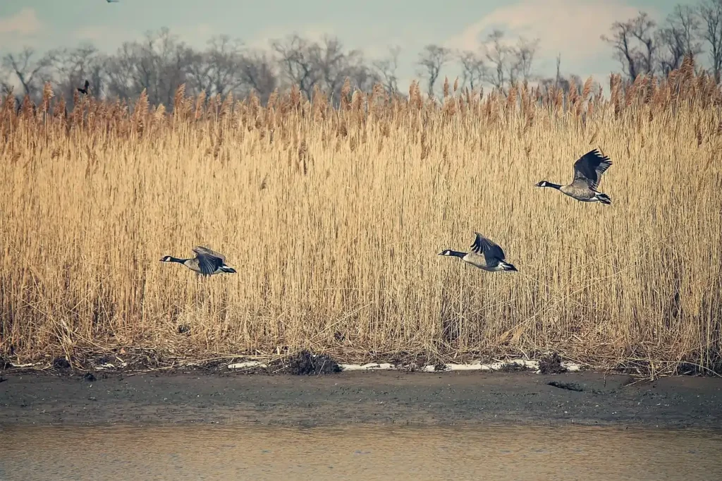 Top 10 Rarest Waterbirds Found in the World: Extraordinary Avian Wonders You’ve Never Seen 7 10 Rarest Waterbirds Found in the World