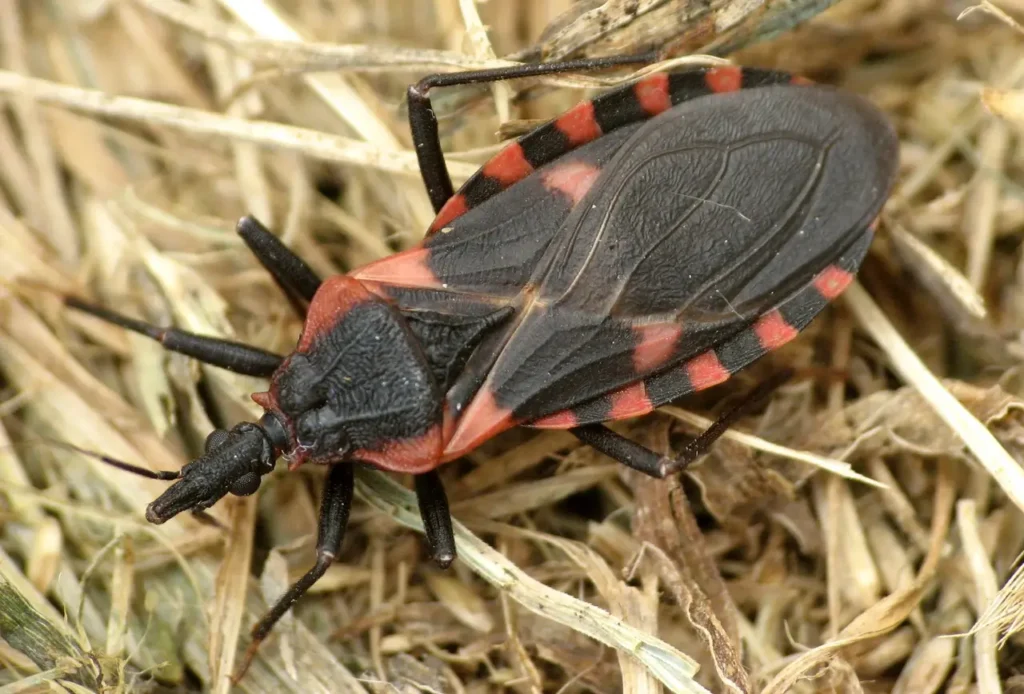 10 Deadliest Insects Found in North America - Ranked by Danger & Impact 6 Deadliest Insects Found in North America