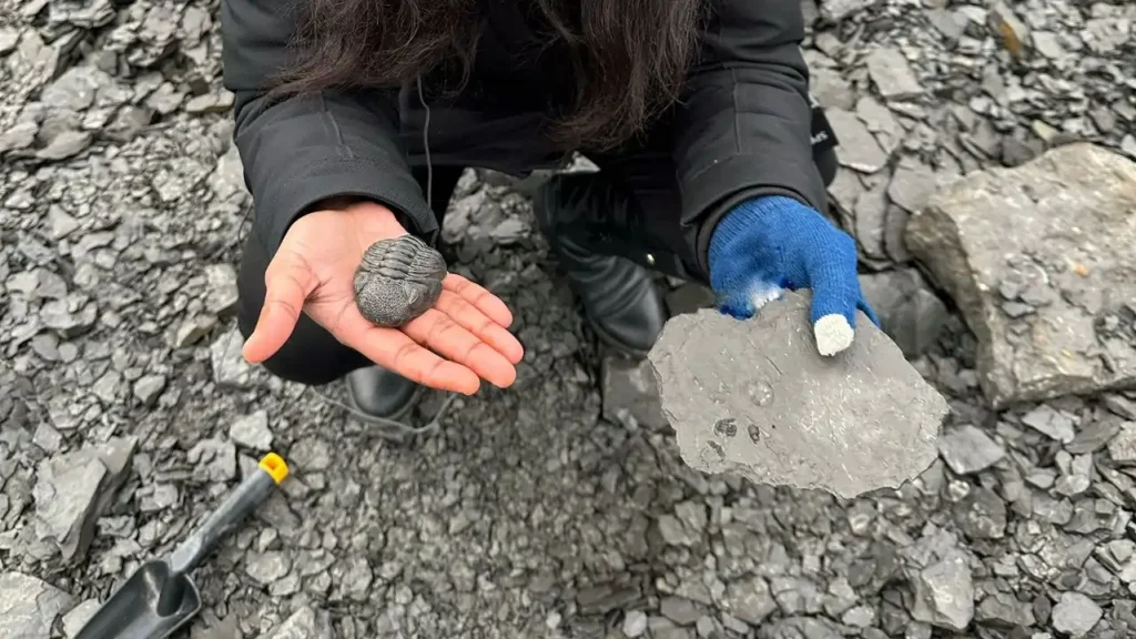 10 Most Popular Fossil Sites in the USA - Best Spots for Fossil Lovers 5 Most Popular Fossil Sites in the USA