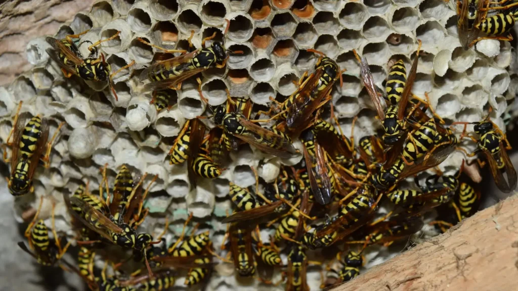 10 Deadliest Insects Found in North America - Ranked by Danger & Impact 2 Deadliest Insects Found in North America