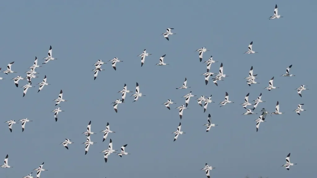 Largest Migrations of Animals: 10 Most Astonishing Mass Movements in Nature 12 Largest Migrations of Animals