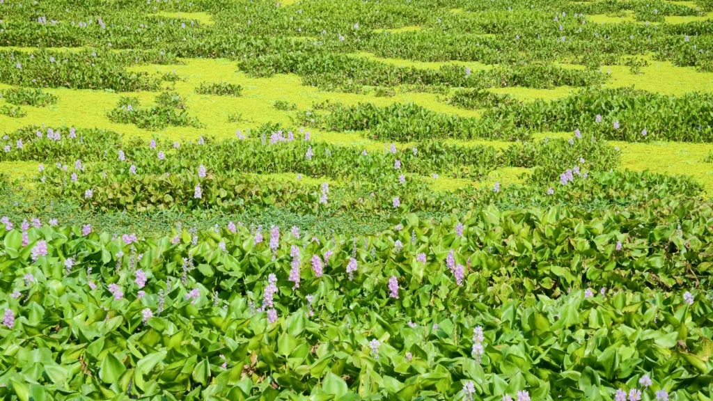 The Critical Role of Invasive Species in Biodiversity: 10 Impacts of the Aliens 5 Role of Invasive Species in Biodiversity