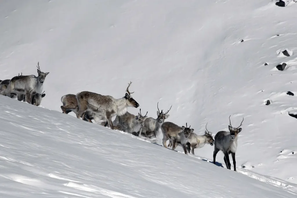 Largest Migrations of Animals: 10 Most Astonishing Mass Movements in Nature 3 Largest Migrations of Animals - Arctic Caribou Migration