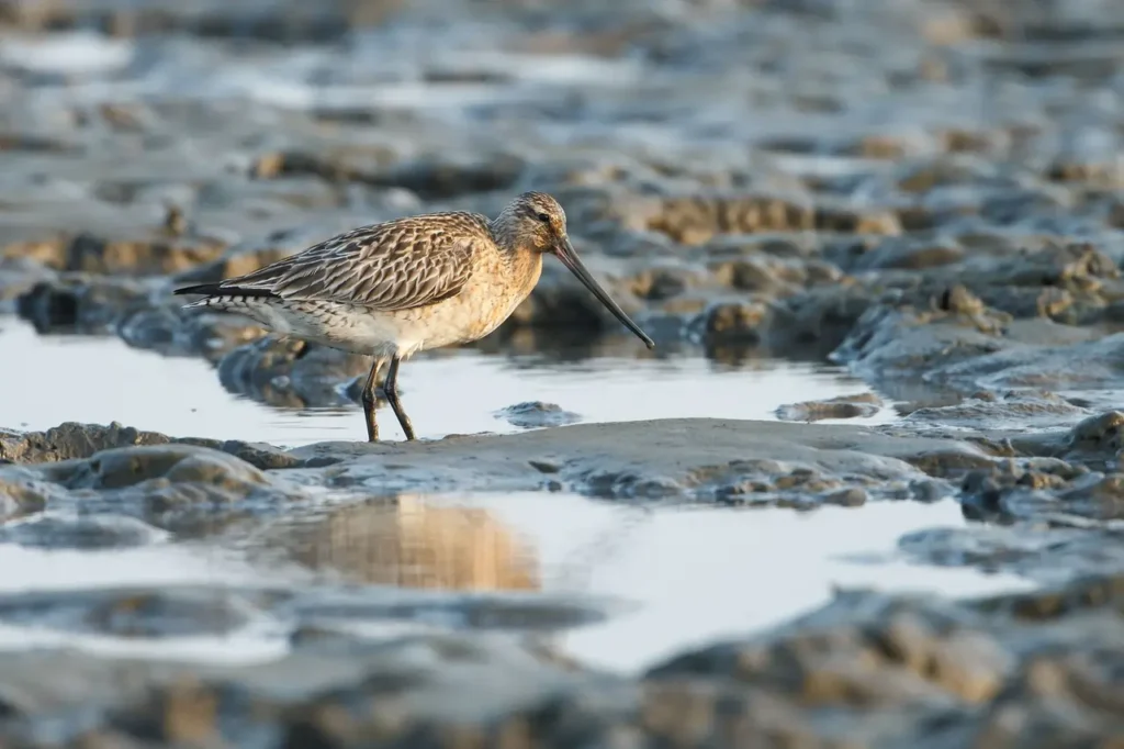 Largest Migrations of Animals: 10 Most Astonishing Mass Movements in Nature 9 Largest Migrations of Animals - Bar-Tailed Godwit Migration (Alaska to New Zealand)