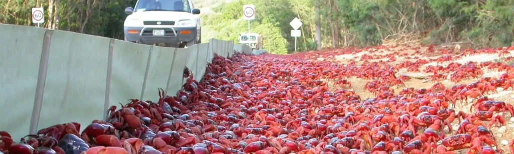 Largest Migrations of Animals: 10 Most Astonishing Mass Movements in Nature 7 Largest Migrations of Animals - Christmas Island Red Crab Migration