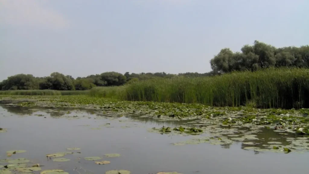 The Critical Role of Invasive Species in Biodiversity: 10 Impacts of the Aliens 7 Role of Invasive Species in Biodiversity