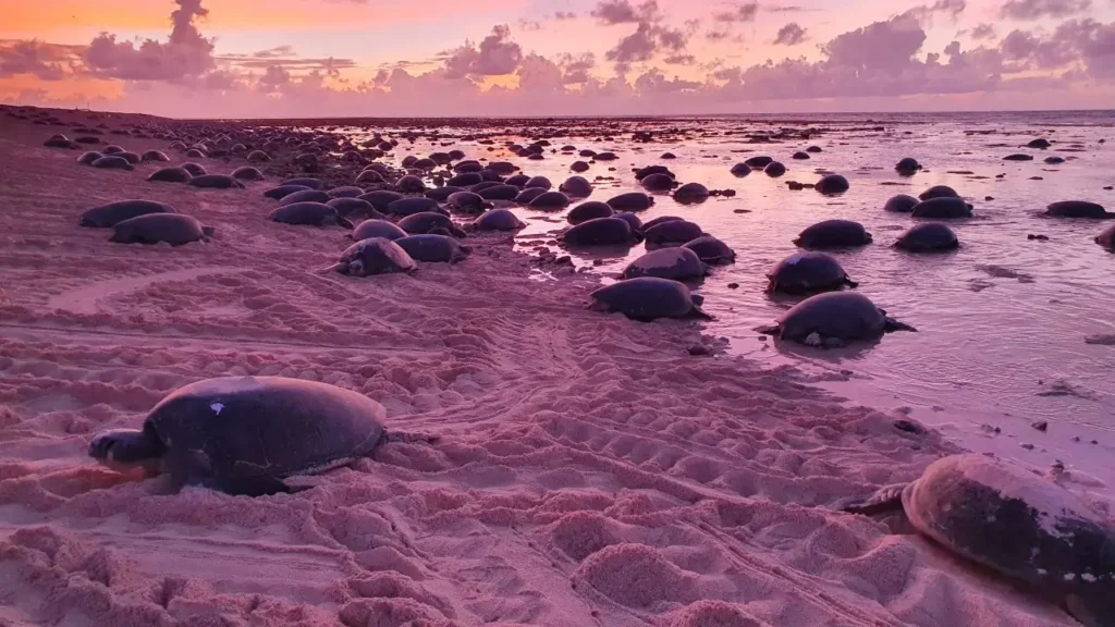 Largest Migrations of Animals: 10 Most Astonishing Mass Movements in Nature 11 Largest Migrations of Animals - Green Sea Turtle Nesting Migration