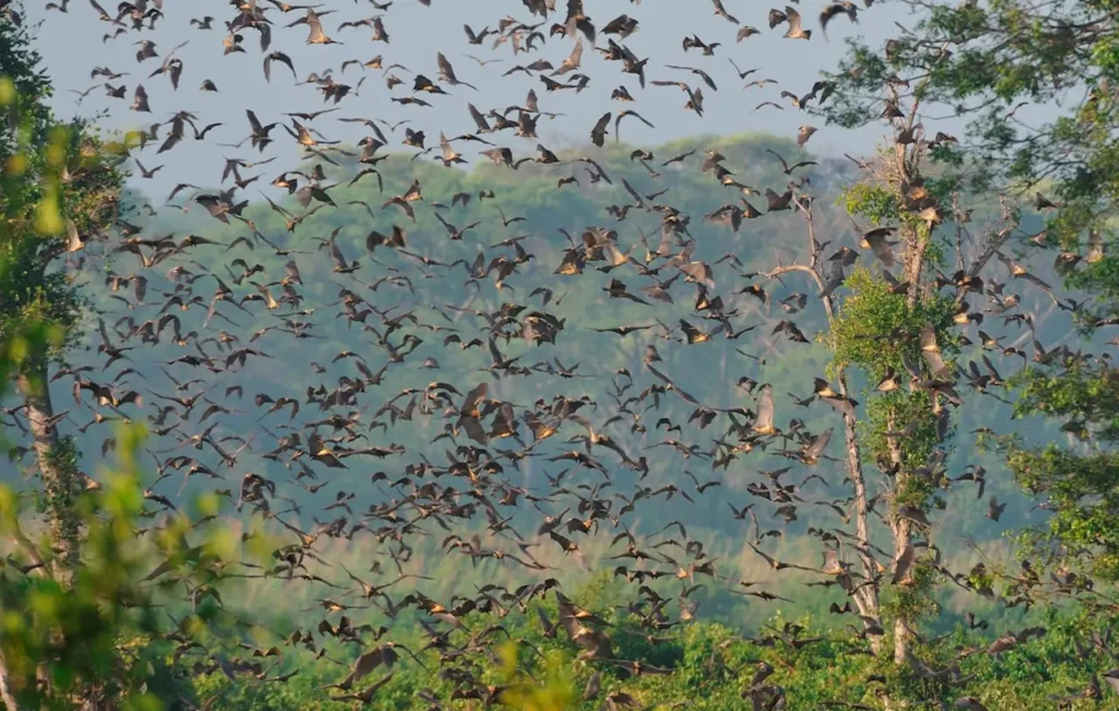 Largest Migrations of Animals: 10 Most Astonishing Mass Movements in Nature 8 Largest Migrations of Animals - Kasanka Bat Migration in Zambia