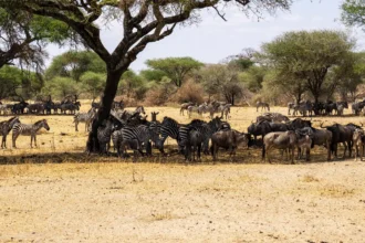 Largest Migrations of Animals