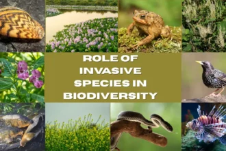 Role of Invasive Species in Biodiversity