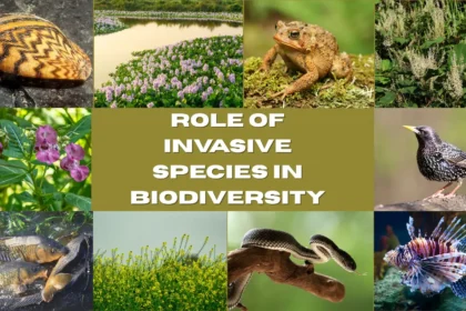 Role of Invasive Species in Biodiversity