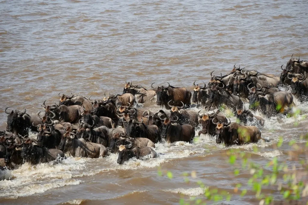Largest Migrations of Animals: 10 Most Astonishing Mass Movements in Nature 2 Largest Migrations of Animals - The Great Wildebeest Migration of East Africa
