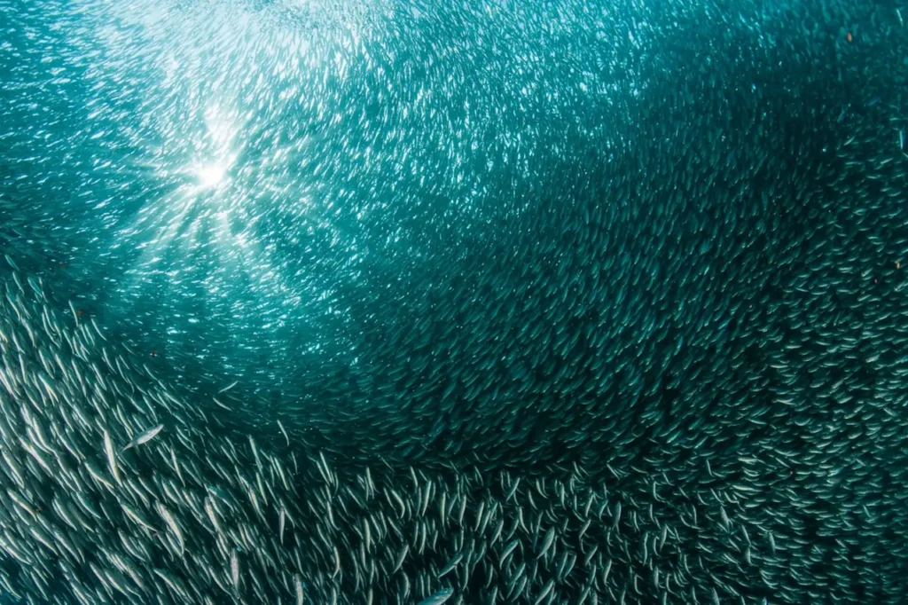 Largest Migrations of Animals: 10 Most Astonishing Mass Movements in Nature 5 Largest Migrations of Animals - The Sardine Run