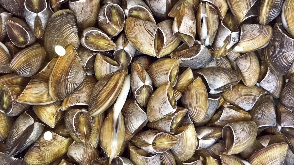 The Critical Role of Invasive Species in Biodiversity: 10 Impacts of the Aliens 6 Role of Invasive Species in Biodiversity